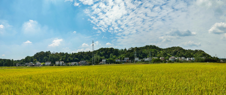 蓝天白云稻田宽幅全景图