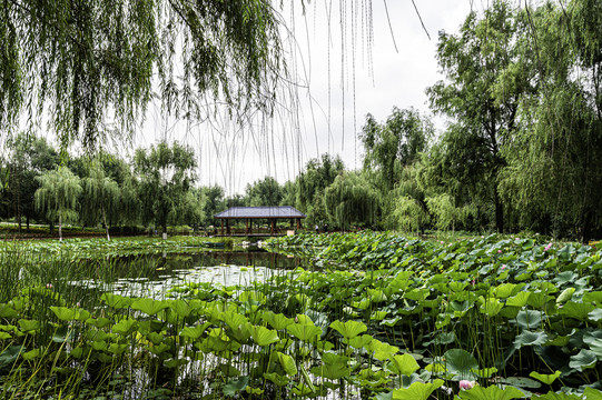 荷花盛开的中国长春百花园风景