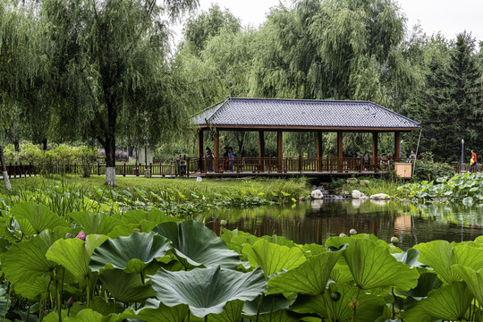 荷花盛开的中国长春百花园风景