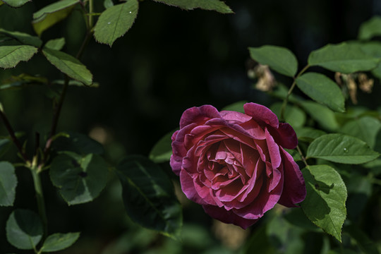 夏日里盛开的玫瑰花
