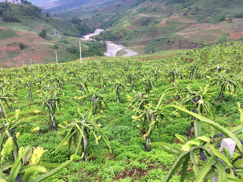 火龙果基地