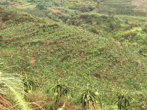 火龙果种植