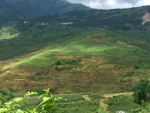 火龙果基地