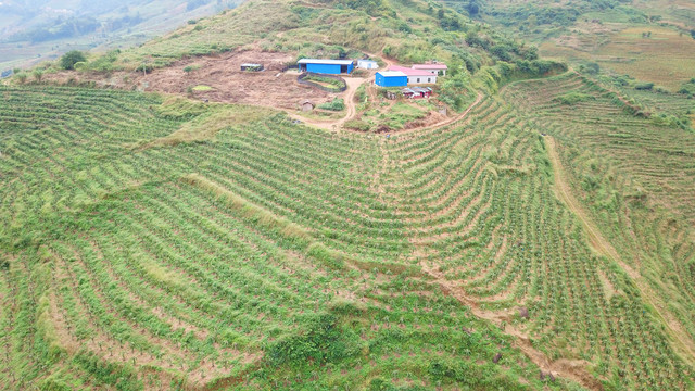 火龙果基地