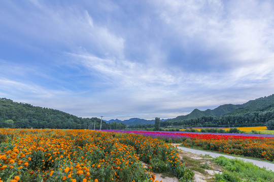 花海