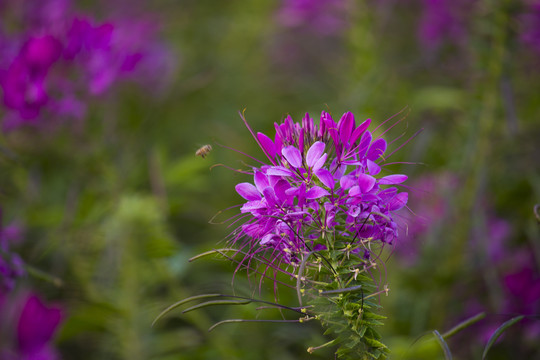 花