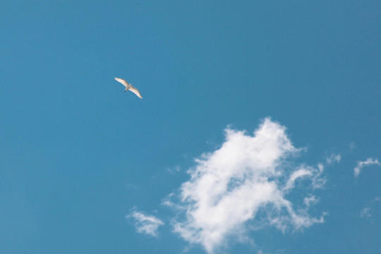 天空飞鸟