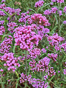 柳叶马鞭草花田