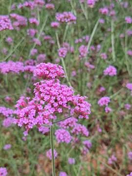 柳叶马鞭草花田