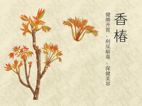 手繪水彩香椿插畫
