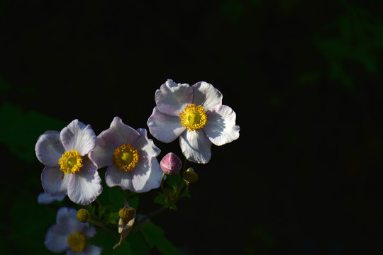 野棉花