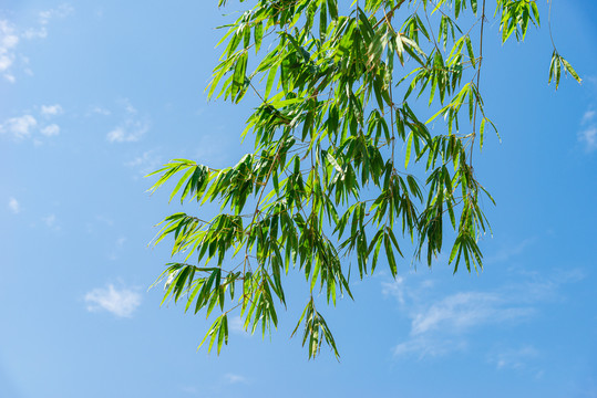 竹叶天空