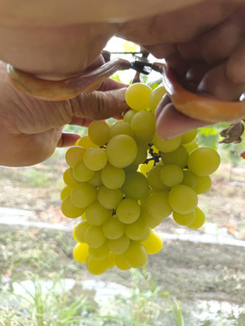 果园采摘熟葡萄