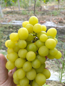 农家葡萄成熟
