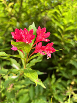 红王子锦带花