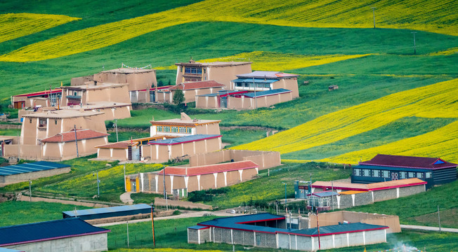 阿坝民居油菜花