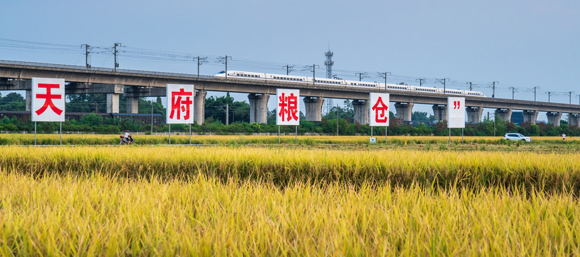 永丰村收割机收水稻