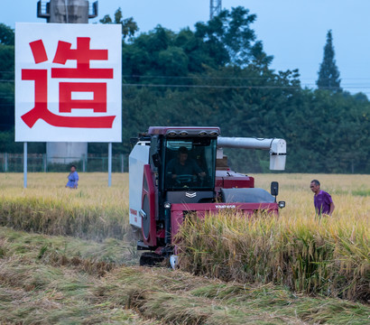 永丰村天府粮仓收割水稻