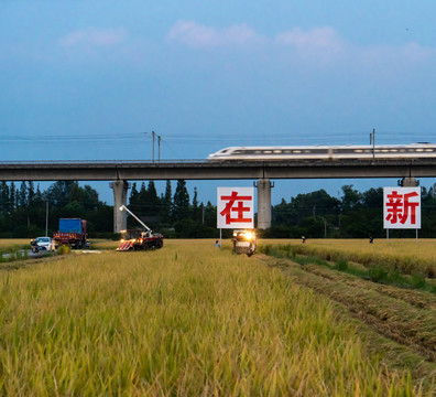 永丰村天府粮仓收割水稻