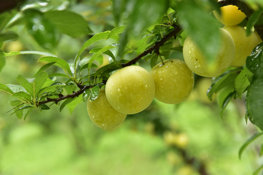 蜂糖李