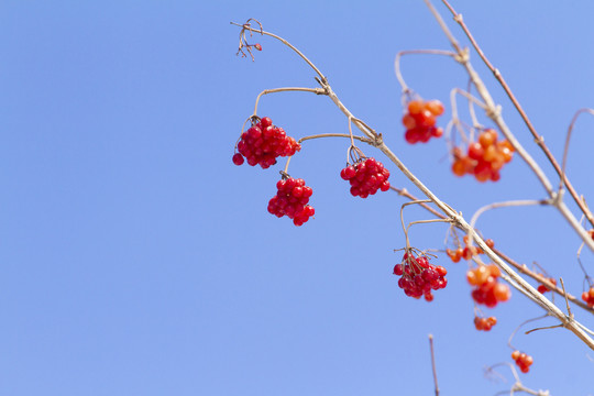 花楸