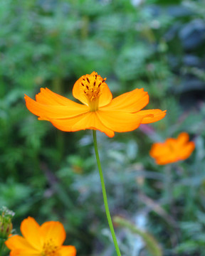 格桑花特写