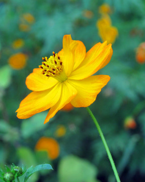 格桑花特写