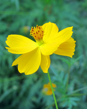 格桑花特写