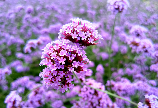 薰衣草鼠尾草