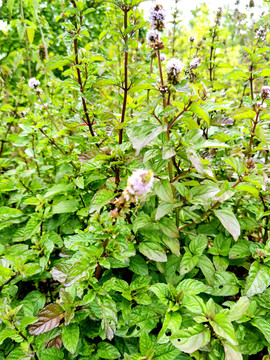 野薄荷