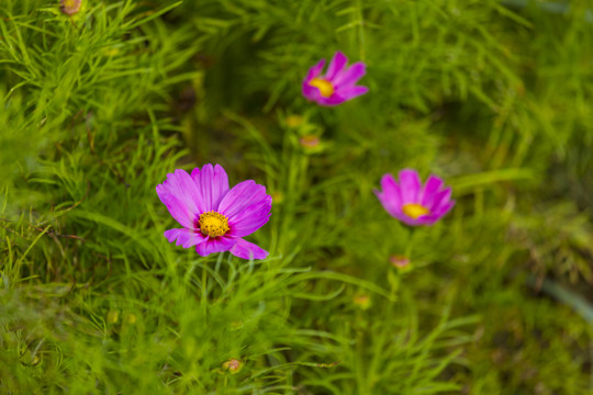 格桑花