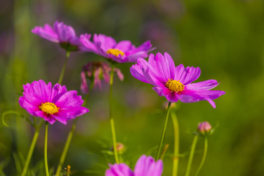 花儿