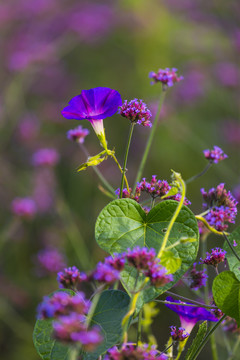 牵牛花