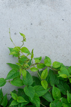 绿豆叶植物墙