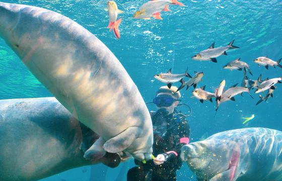 神奇水族馆