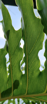 陽光脈絡(luò)