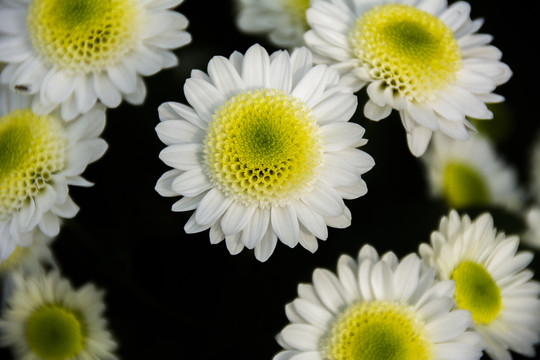 菊花素材