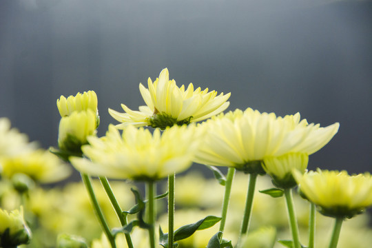 美丽的菊花素材