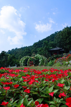 梅溪小镇花海