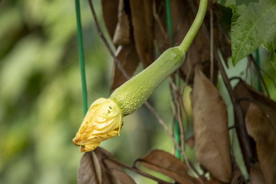 丝瓜花