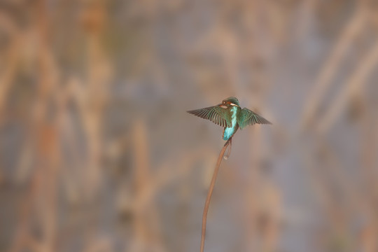 翠鸟