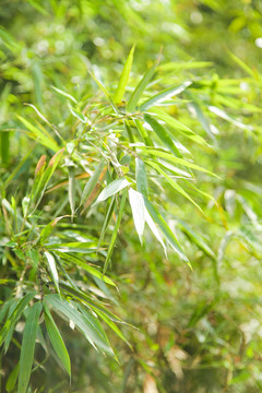 竹林里的竹树
