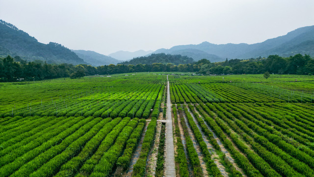 茶场茶叶基地