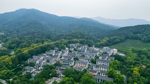 茶场茶叶基地