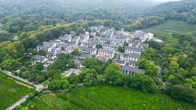 茶场茶叶基地