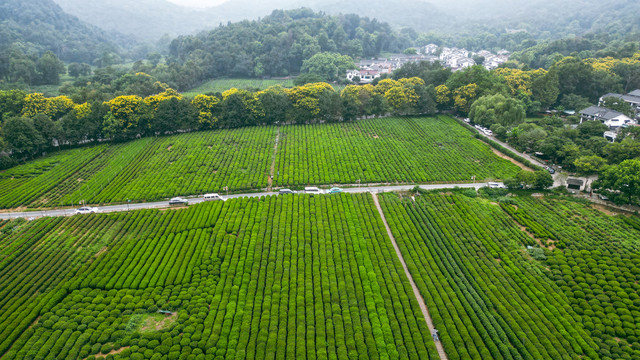 茶场茶叶基地