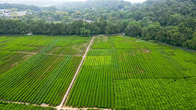 茶场茶叶基地