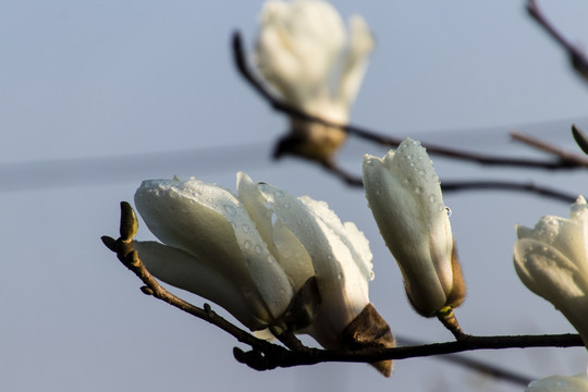 玉兰花