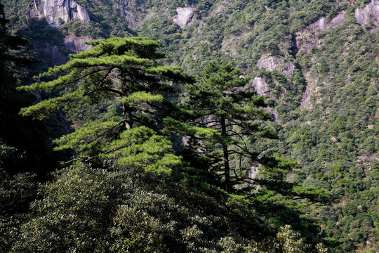 远山松树