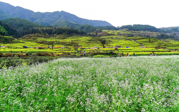 山地油菜花